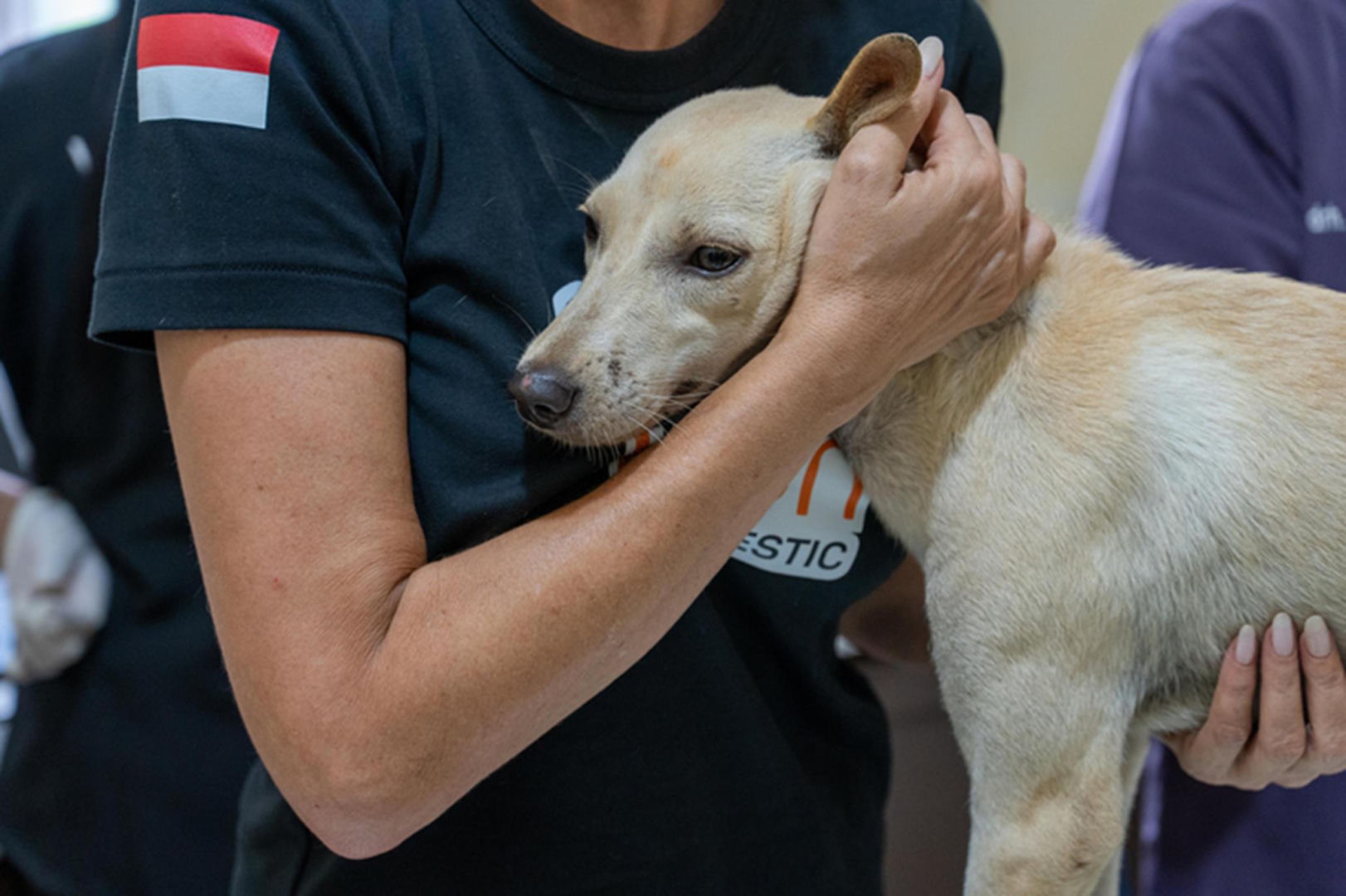 Ranking Which countries have the best and worst conditions for homeless dogs? Humane World Animals publishes a list on the occasion of Homeless Animals Day