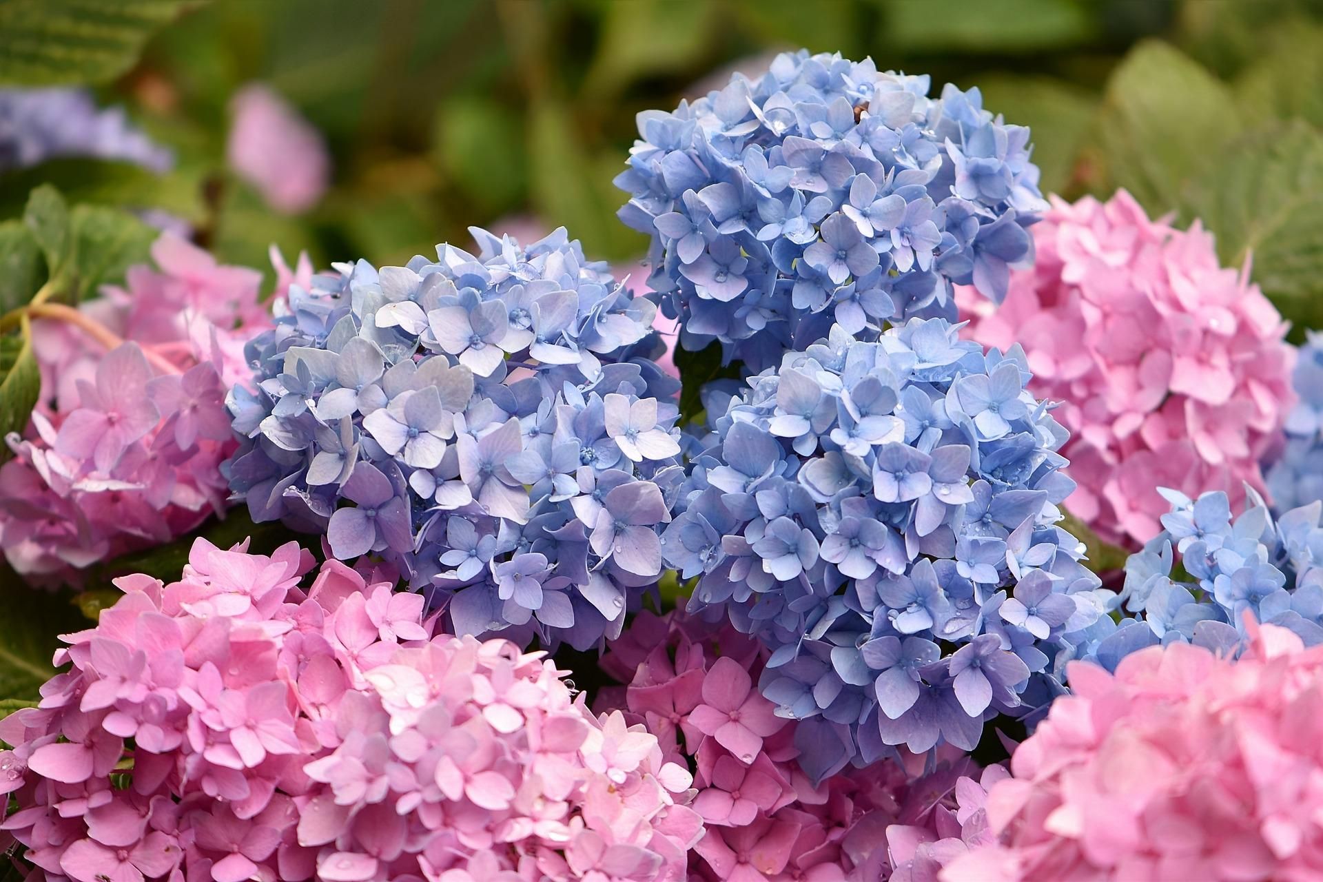 Spring in the garden Instead of throwing it away, put it in the ground and water it. Garden waste will turn into a beautiful bush completely free of charge. Spring reproduction of hydrangeas