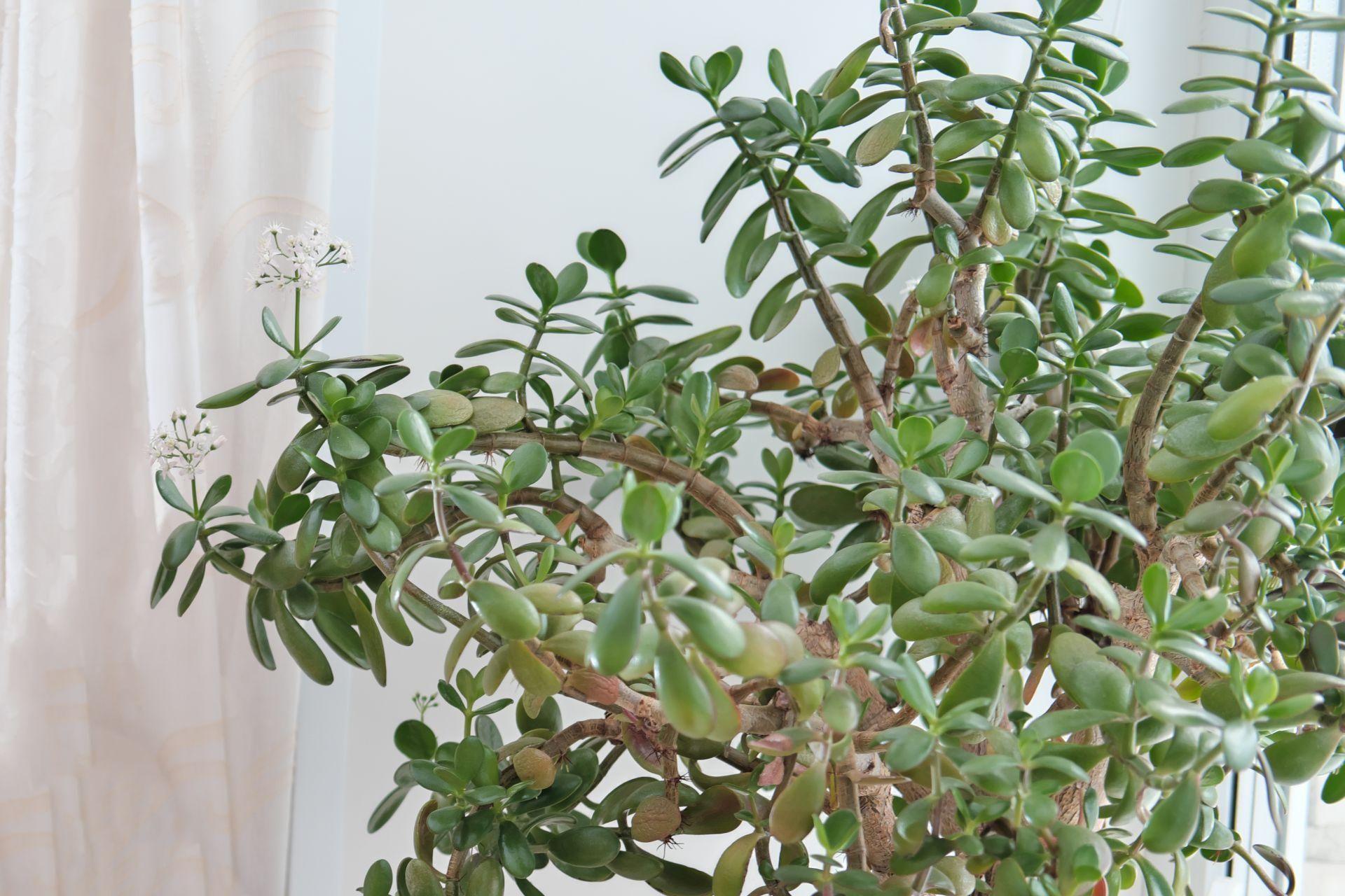 Plants in pots Grind into powder and pour into the Crassula pot. It will shoot up like a slingshot and the stems will be covered with leaves. Homemade fertilizer for crassula