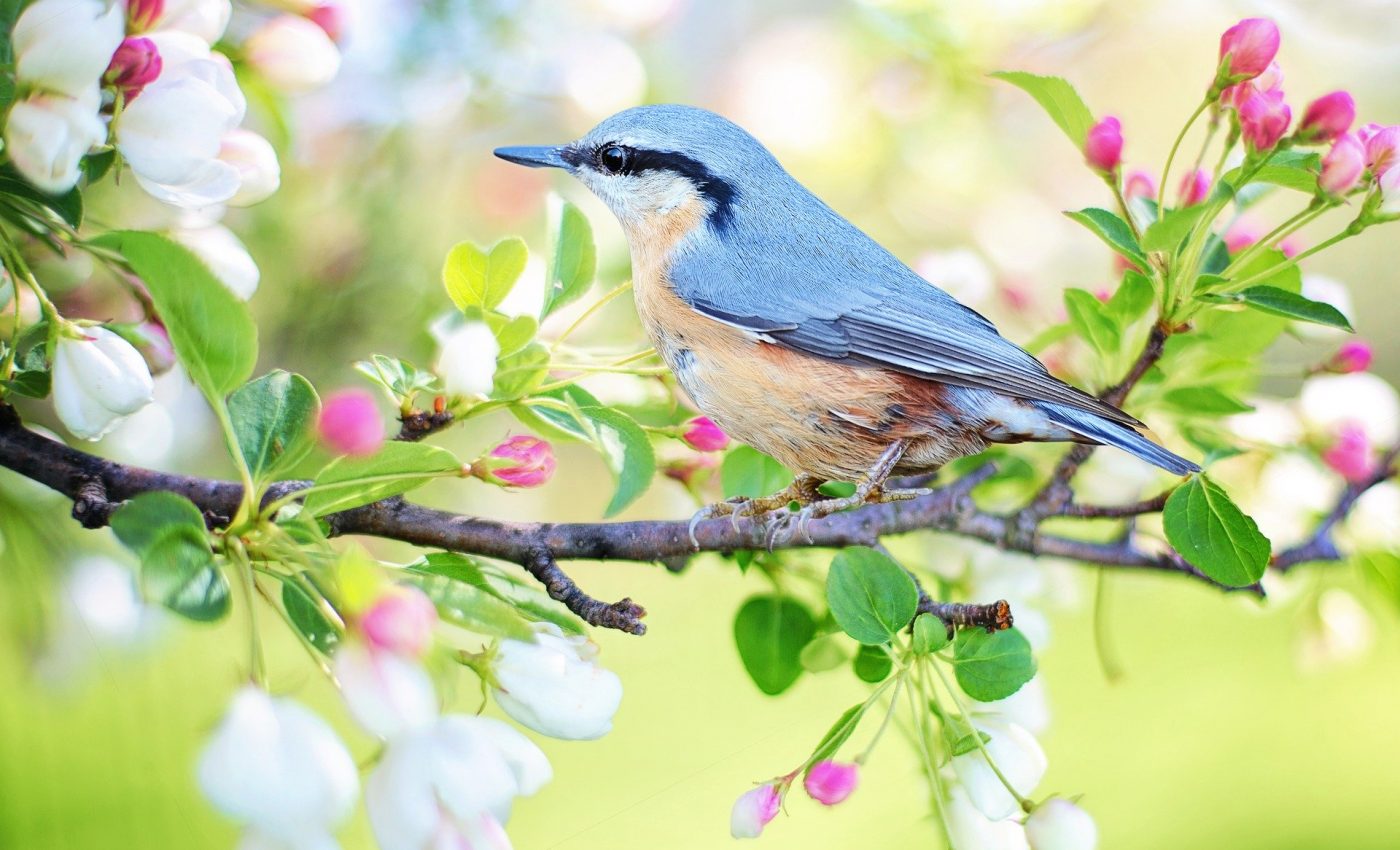 SPRING 2026 Horoscope: Which zodiac signs bloom from tomorrow, they have a special energy from the wall of stars