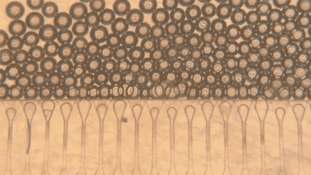 MIT develops “extra liver” (and injectable) for those awaiting transplant