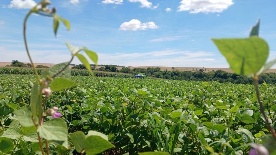 No Acre, o estudo considera diferentes tipos de solo e classifica os períodos de plantio em três níveis