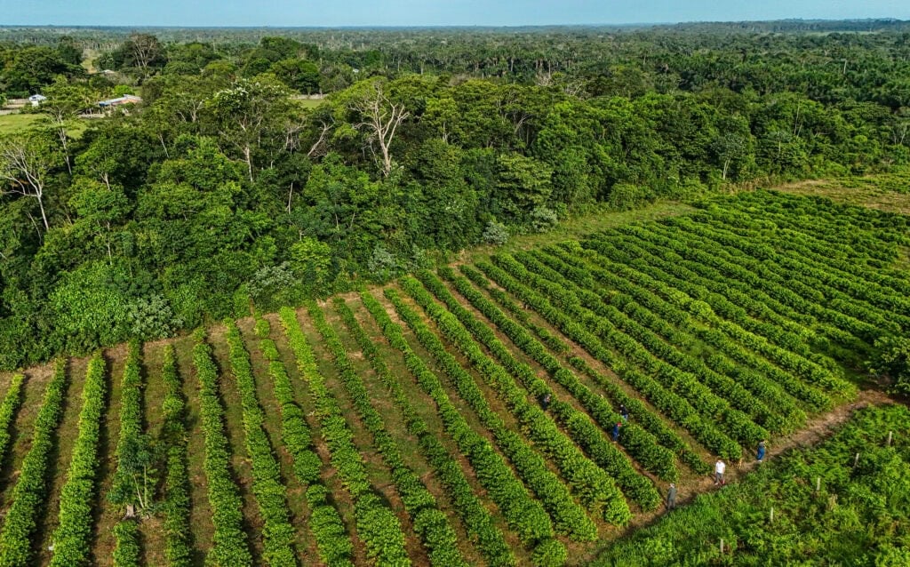 With more than 1 million trees, coffee production advances in Acre
