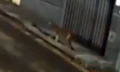 General Alert: Jaguar invades urban area and mobilizes search task force