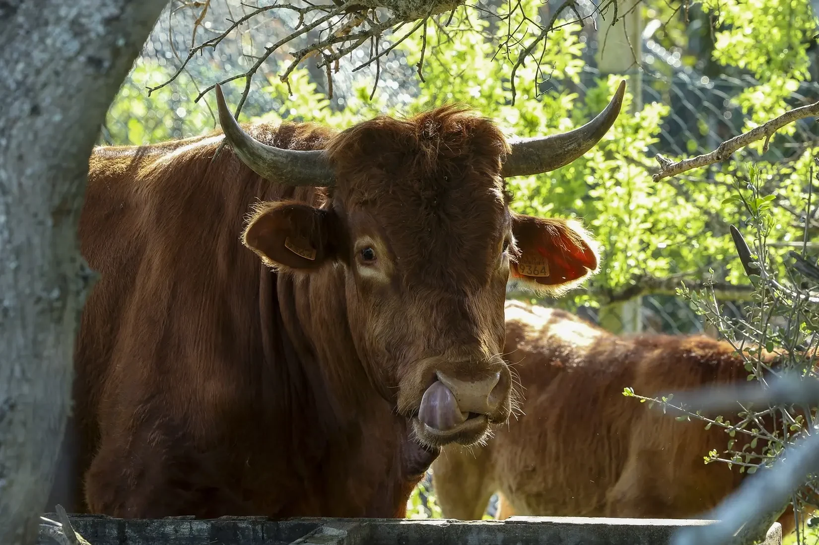 Algarve cattle breed returns from “disappearance” and now totals 47 animals