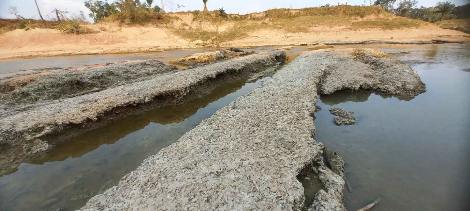 Historic drought in Acre exposes the risk of survival of vulnerable species in Brazil; understand