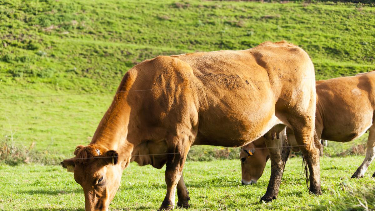 30,000 tons of Australian beef per year despite complaints from Galician farmers: the impact of the new EU trade agreement on the countryside