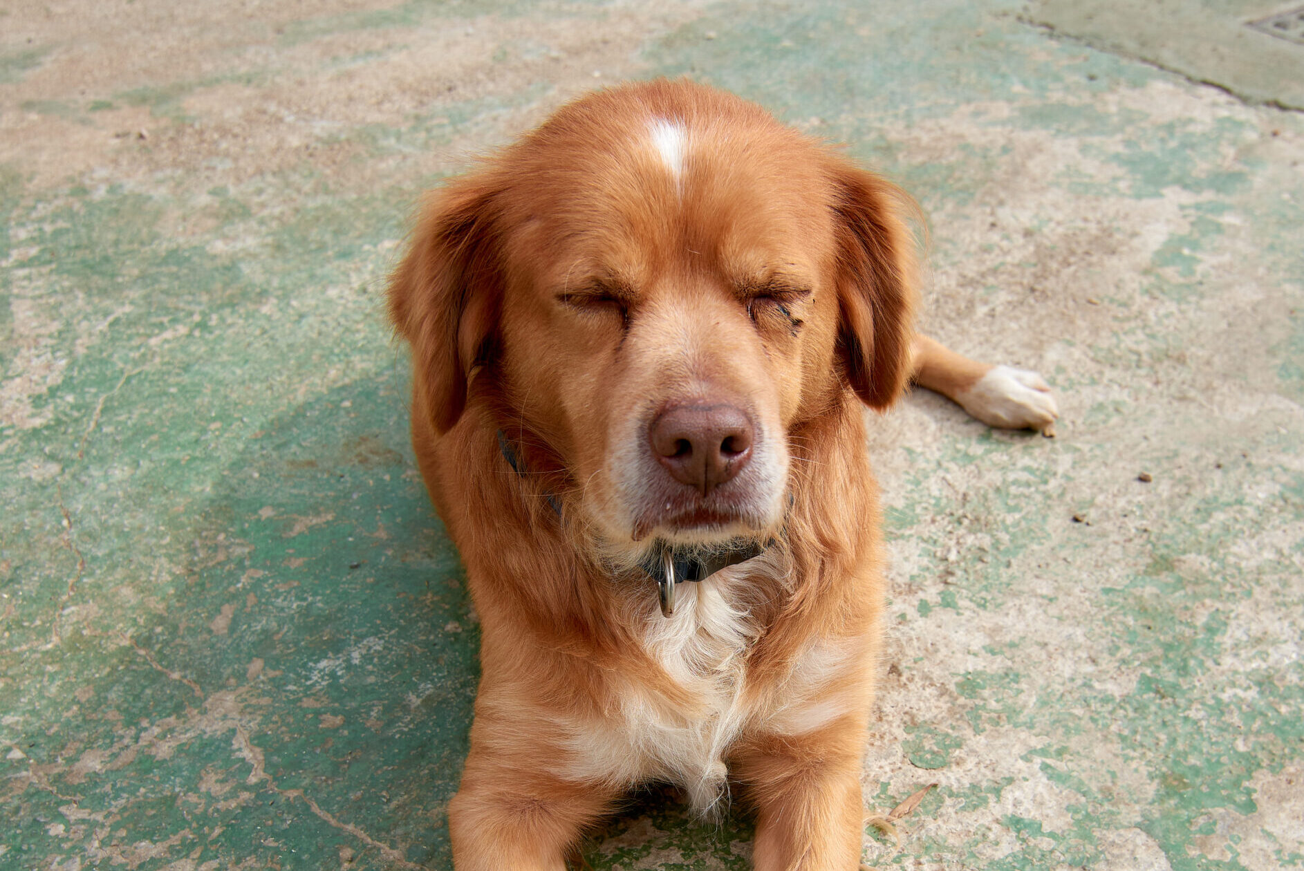 São Brás de Alportel reinforces support for the animal cause with adoption program and food bank