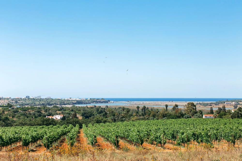 Wines and gastronomy from Portimão presented to international buyers