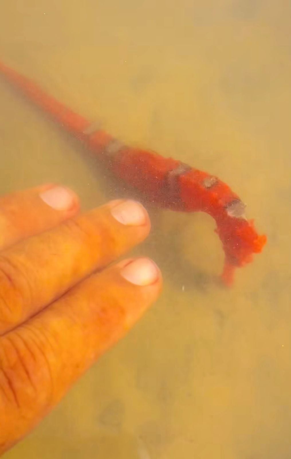 Aparição de cavalo-marinho em Atins reacende debate sobre preservação e qualidade ambiental da região.