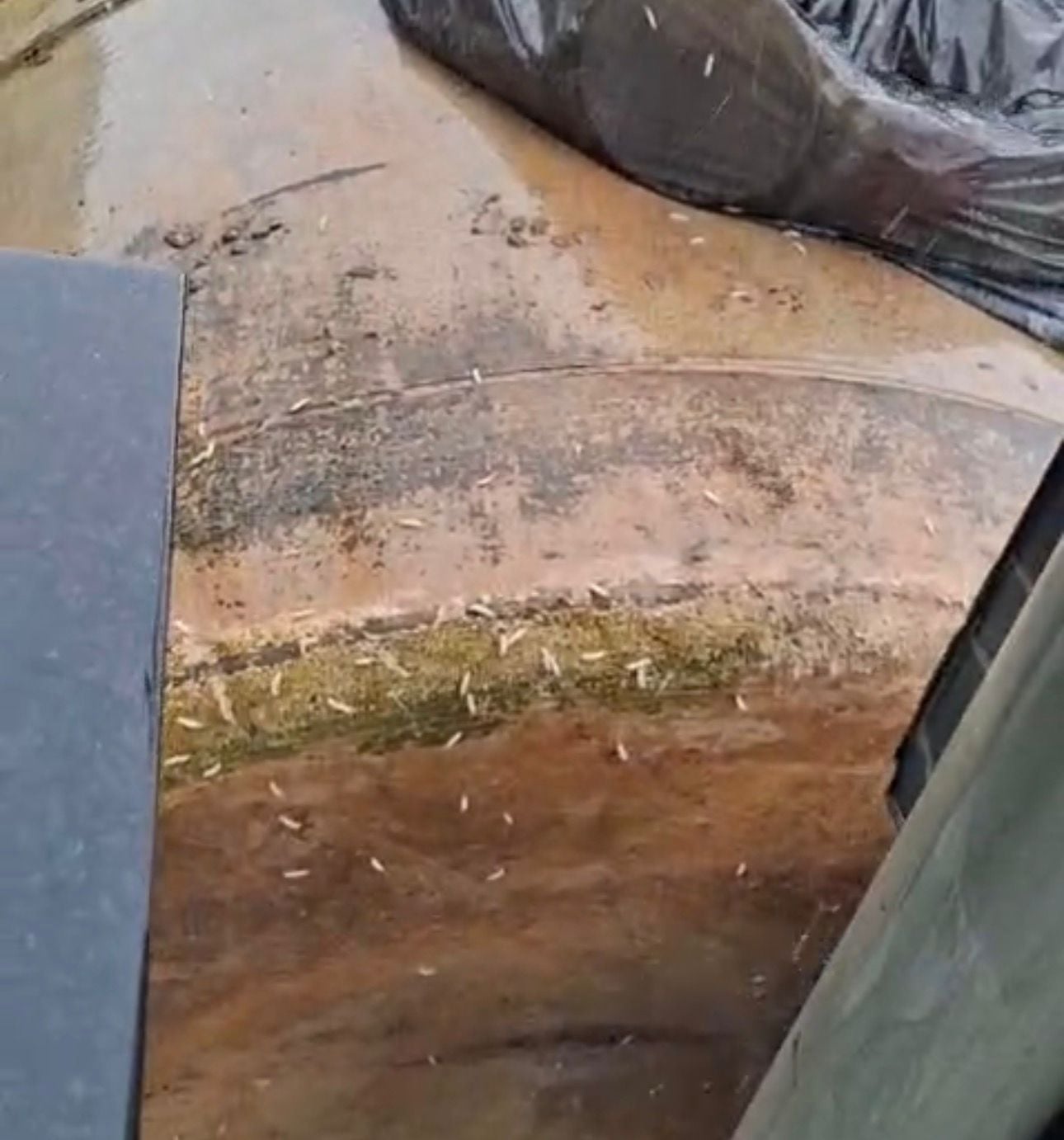 Morador denuncia aparecimento de larvas após atraso na coleta de lixo em Sena Madureira