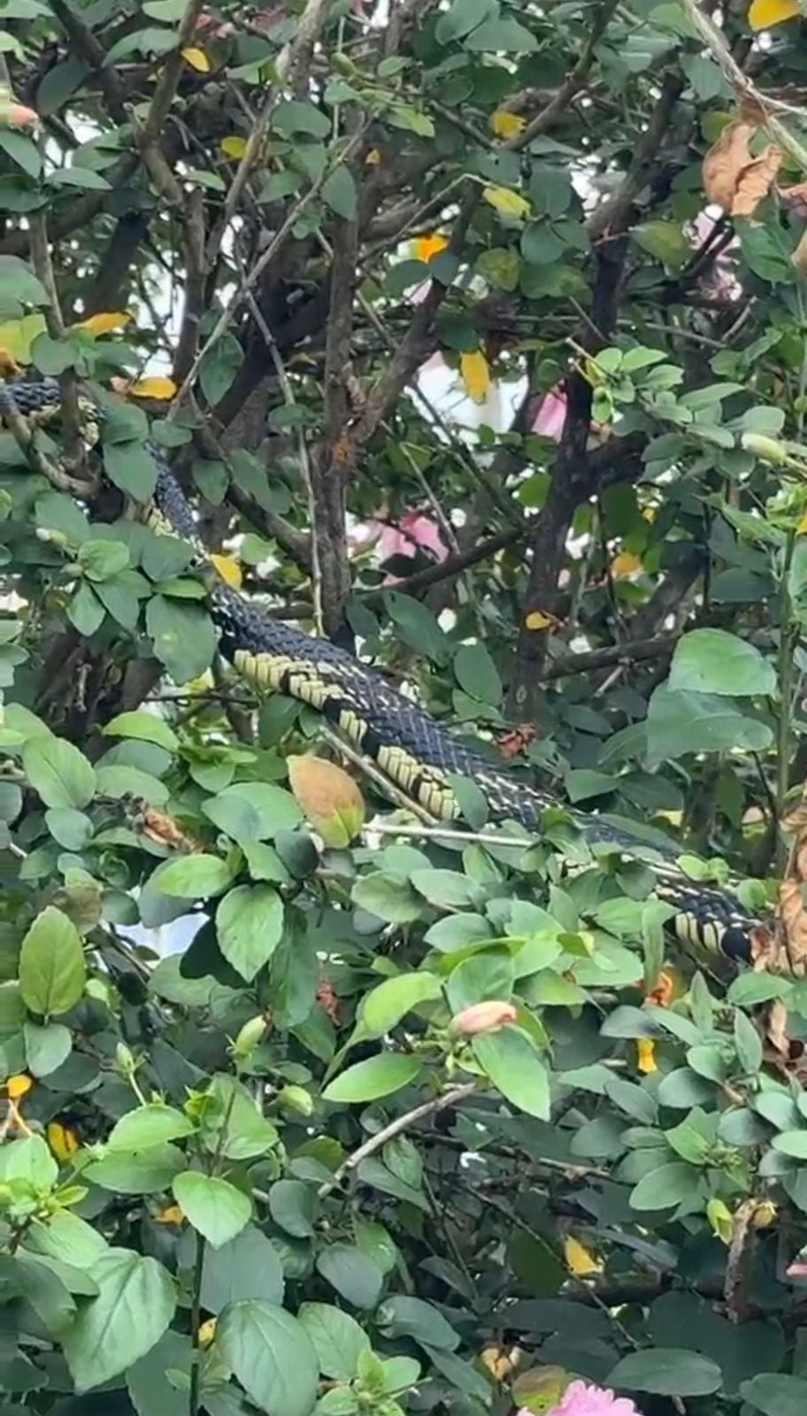 Caninana assusta frequentadores em praça no centro de Cruzeiro do Sul