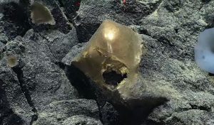 The mystery of the strange “golden sphere” found at the bottom of the sea in Alaska is solved