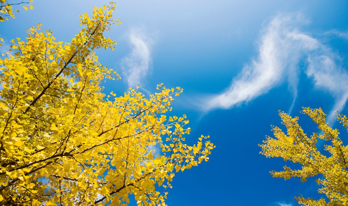 Nuclear bombs didn't kill these trees: they still live in Hiroshima and Nagasaki