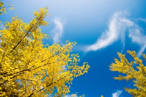 Nuclear bombs didn't kill these trees: they still live in Hiroshima and Nagasaki
