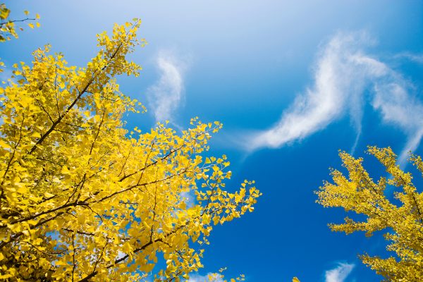 Nuclear bombs didn't kill these trees: they still live in Hiroshima and Nagasaki