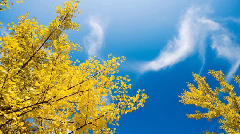 Nuclear bombs didn't kill these trees: they still live in Hiroshima and Nagasaki