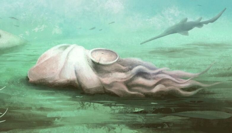 The oldest “octopus” in the world was, after all, a completely different animal