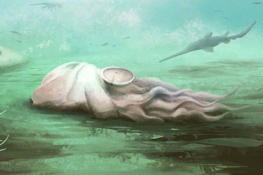 The oldest “octopus” in the world was, after all, a completely different animal