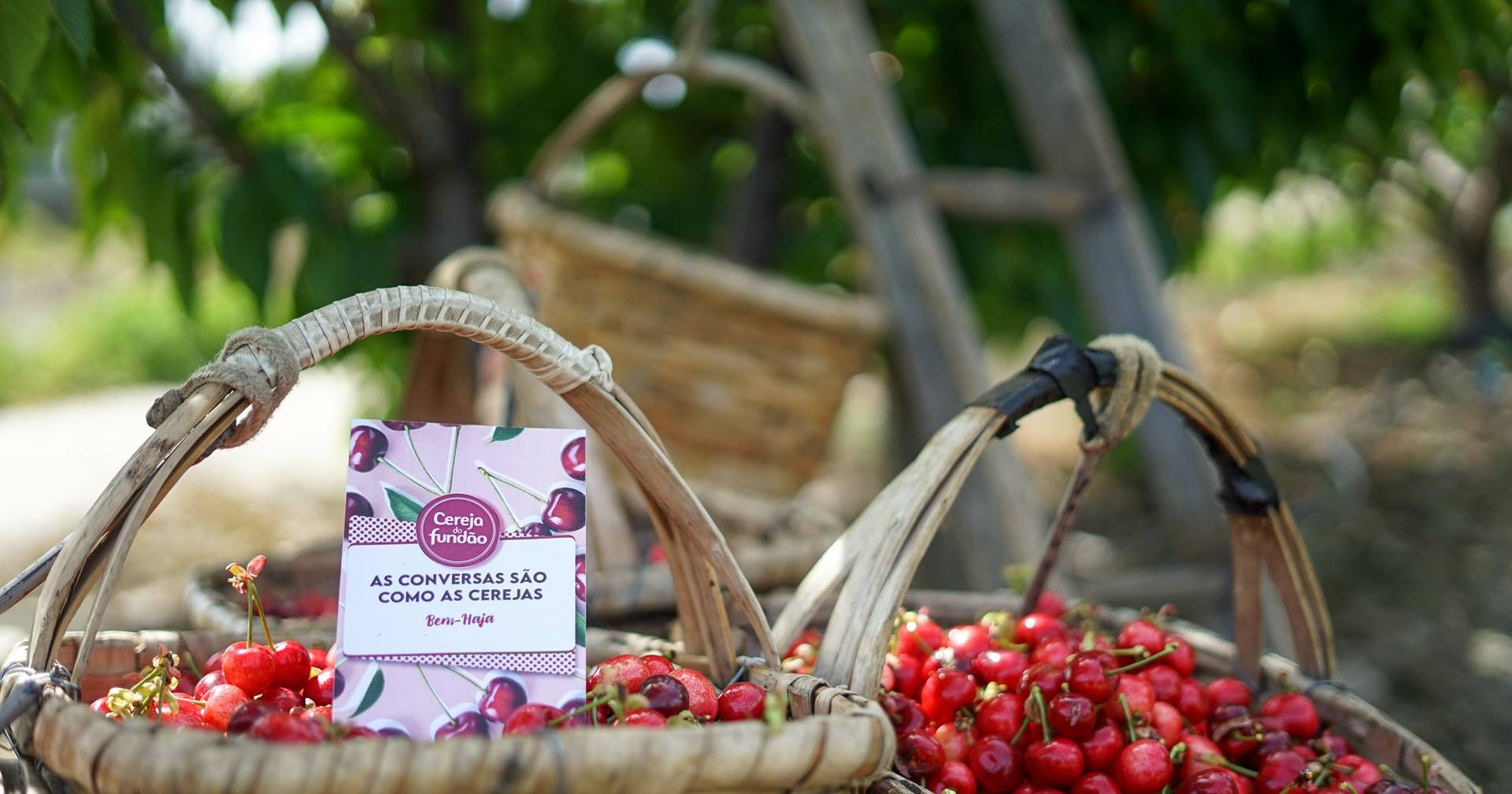 Fundão bets on cherry blossom tourism to attract visitors at Easter