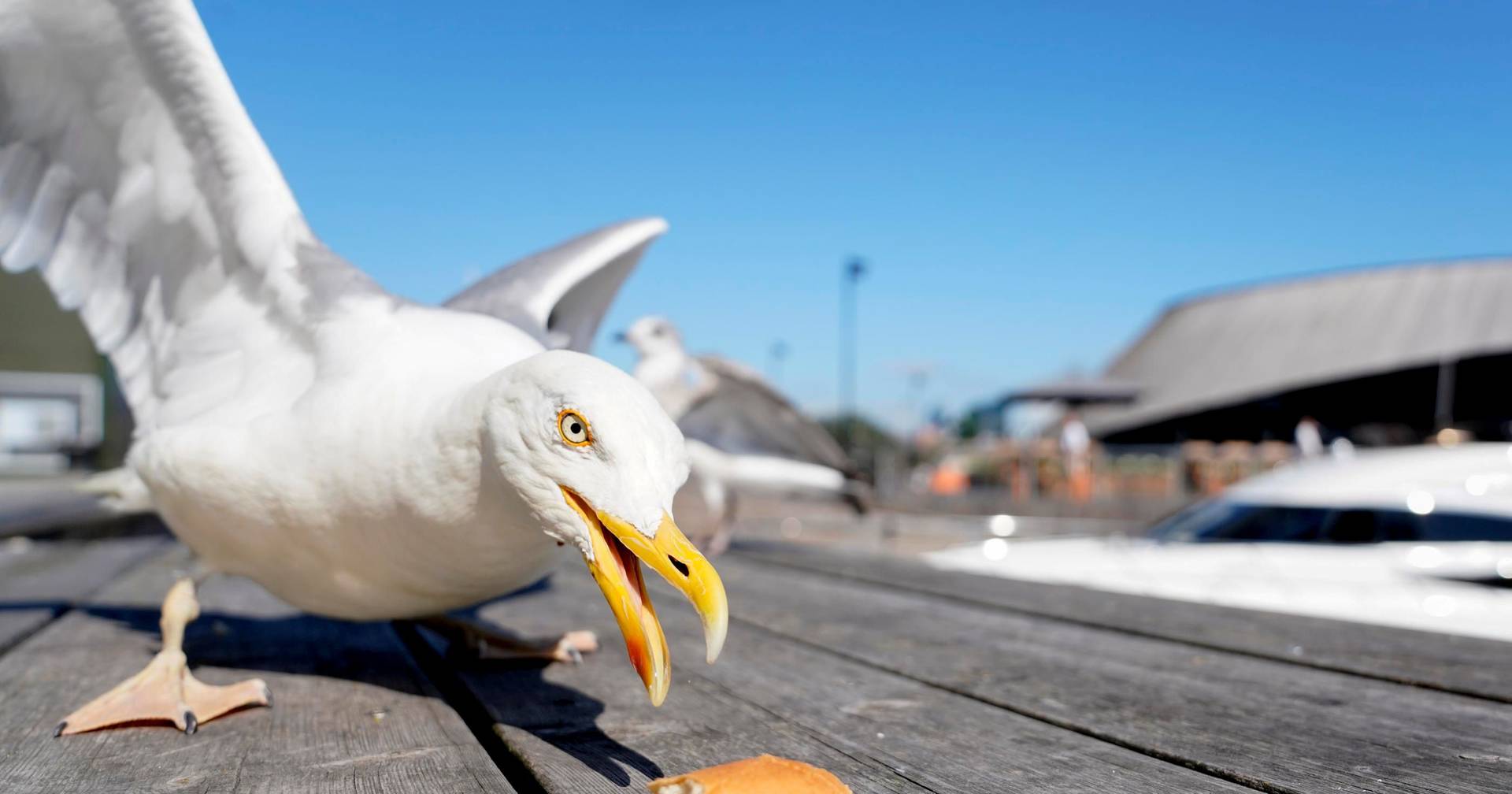 Seagulls stealing food? Painting eyes on packaging could be the 'antidote'