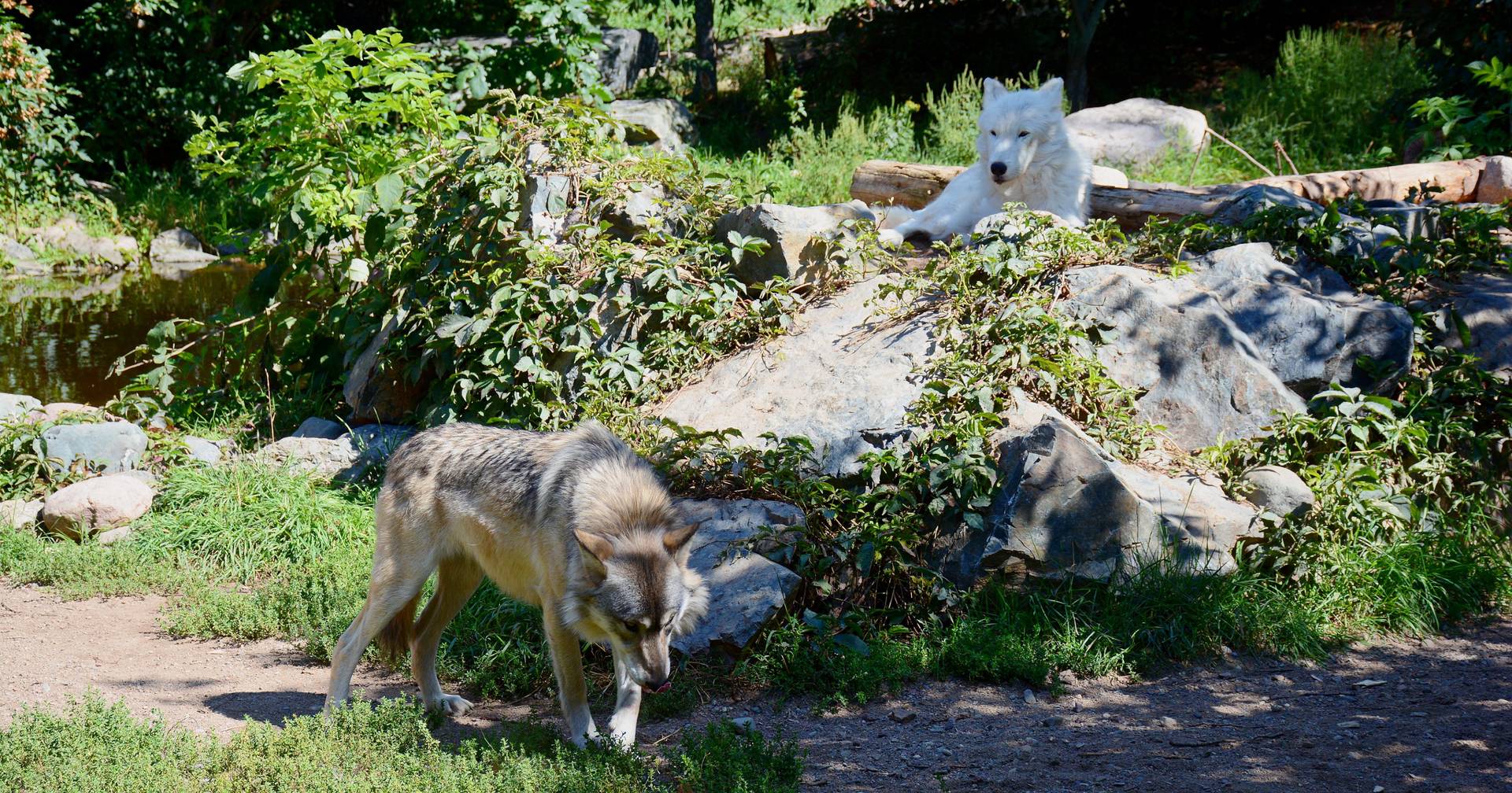Baby is injured by wolf after passing under fence at US zoo
