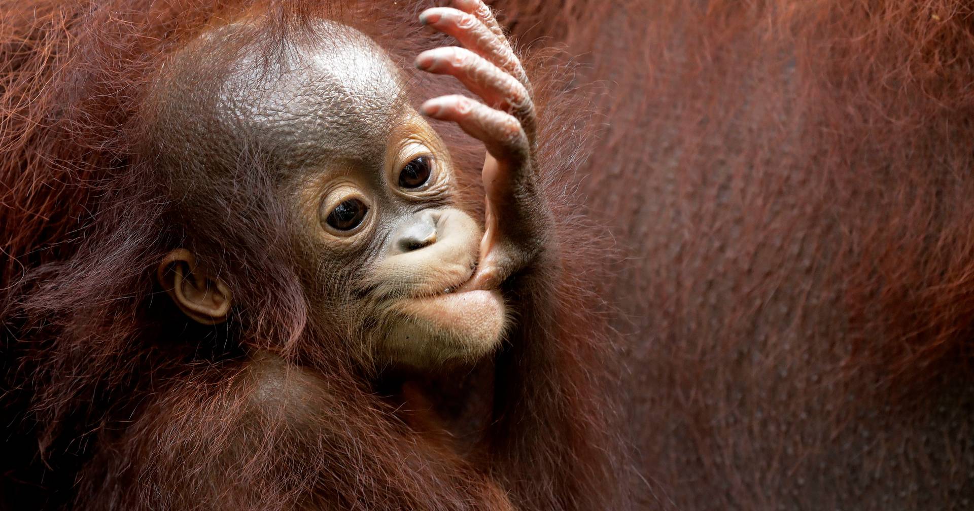 Species of orangutan at risk of extinction is born at Madrid Zoo