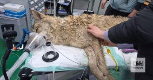 An entire country breathed a sigh of relief after a wolf that escaped from the zoo was found