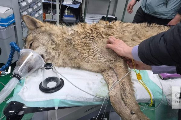 An entire country breathed a sigh of relief after a wolf that escaped from the zoo was found