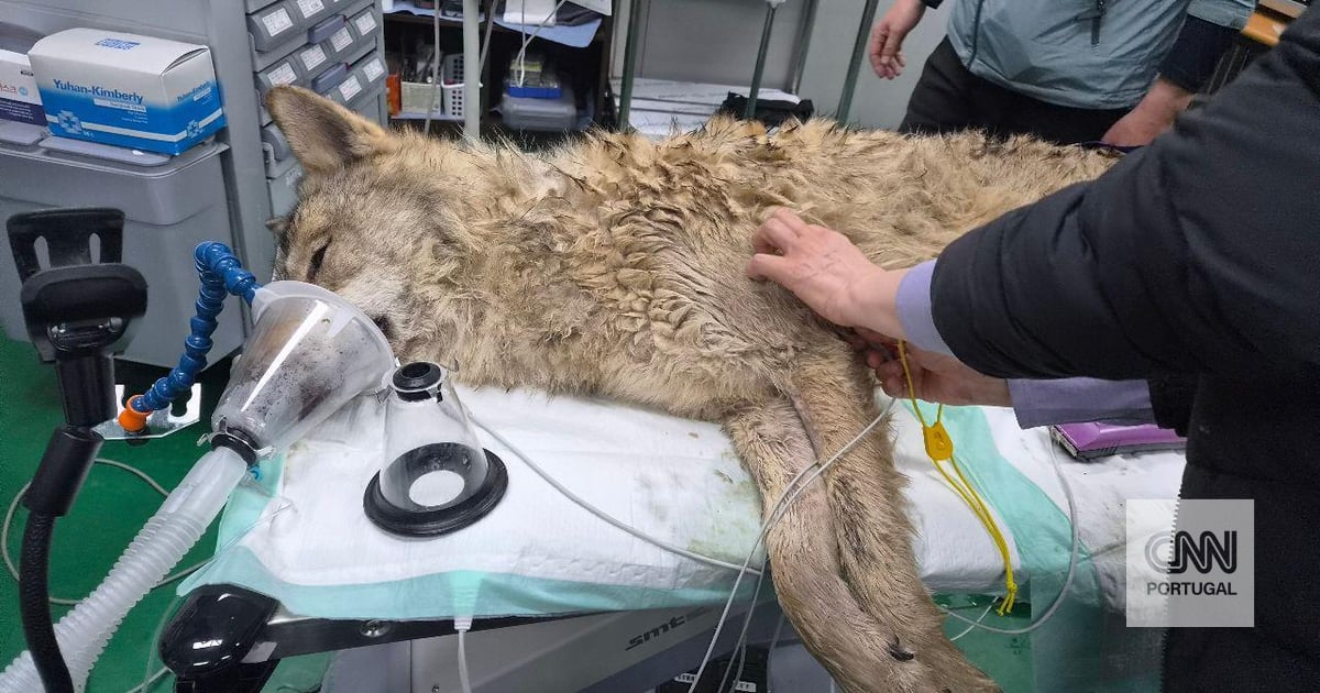 An entire country breathed a sigh of relief after a wolf that escaped from the zoo was found