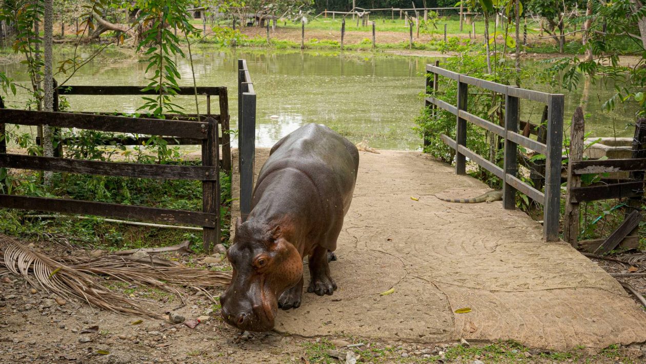 Colombia resorts to euthanasia to control Pablo Escobar's hippo population