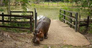 Colombia resorts to euthanasia to control Pablo Escobar's hippo population