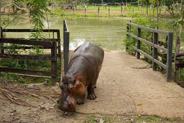 Colombia resorts to euthanasia to control Pablo Escobar's hippo population