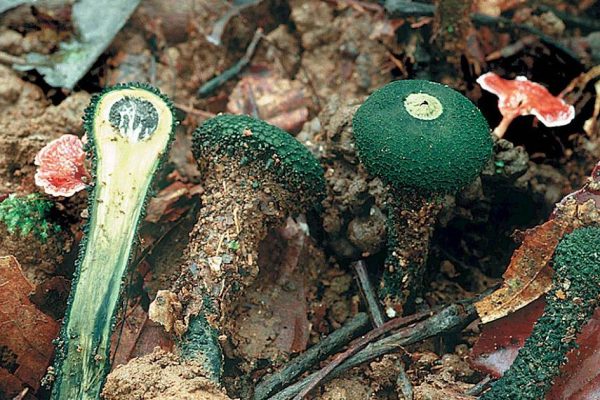 Unique species of fungi could disappear forever, warns study from the University of Coimbra