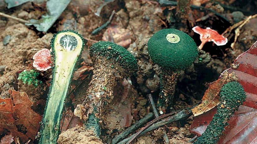 Unique species of fungi could disappear forever, warns study from the University of Coimbra