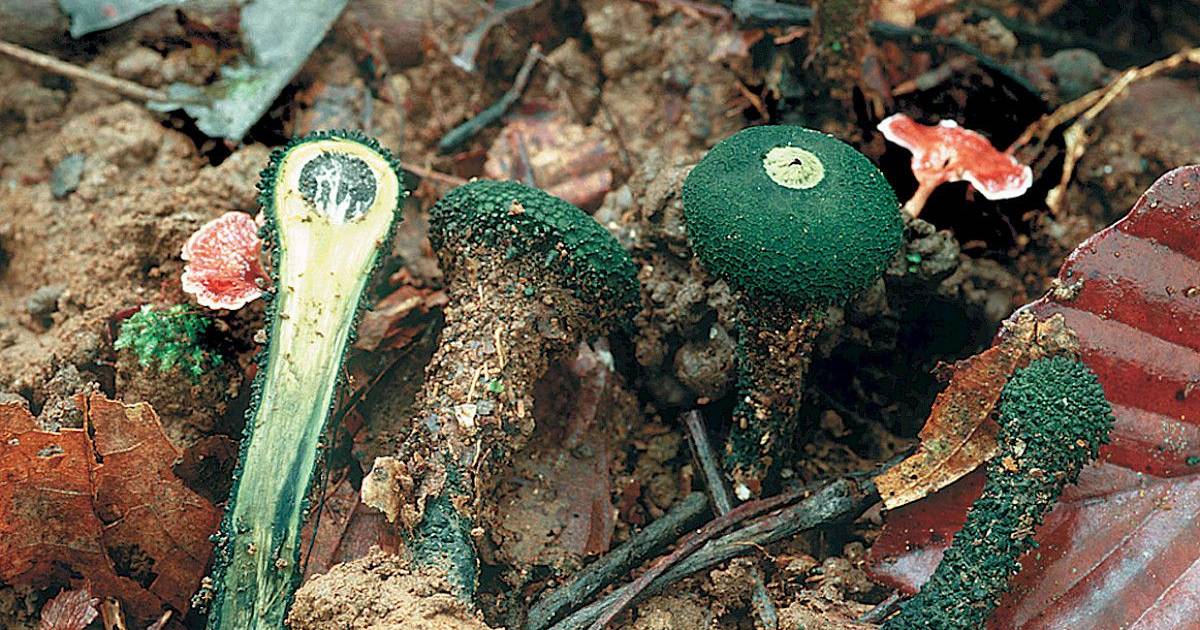 Unique species of fungi could disappear forever, warns study from the University of Coimbra