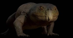 Scientists identify reptile in Brazil with a parrot's beak that is 230 million years old