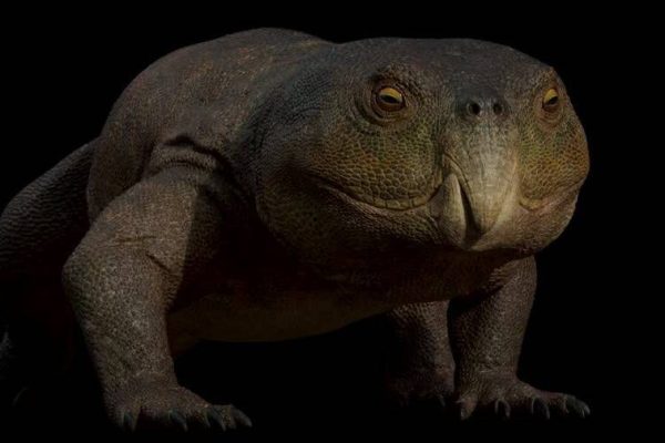 Scientists identify reptile in Brazil with a parrot's beak that is 230 million years old