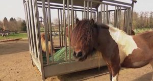 The story of a donkey that ran away with 700 sheep