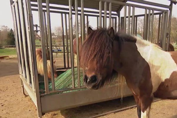 The story of a donkey that ran away with 700 sheep