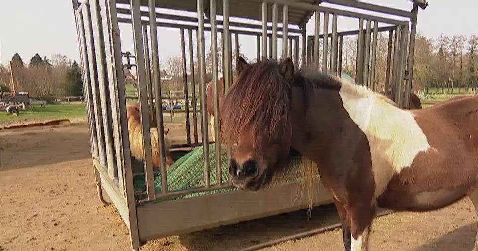 The story of a donkey that ran away with 700 sheep