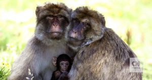 Monkeys Learn That Eating Dirt Helps Digest Tourists' Junk Food