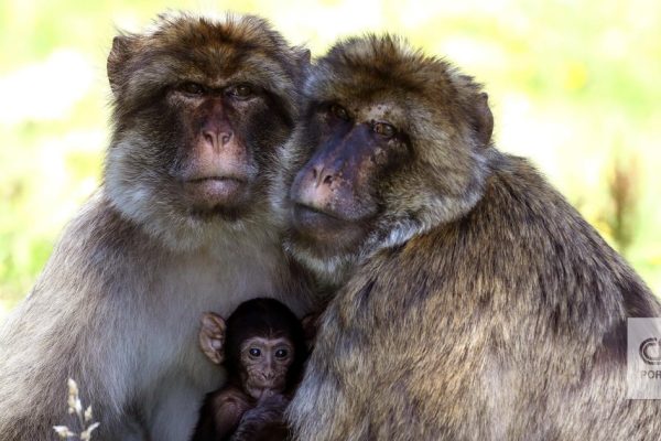 Monkeys Learn That Eating Dirt Helps Digest Tourists' Junk Food