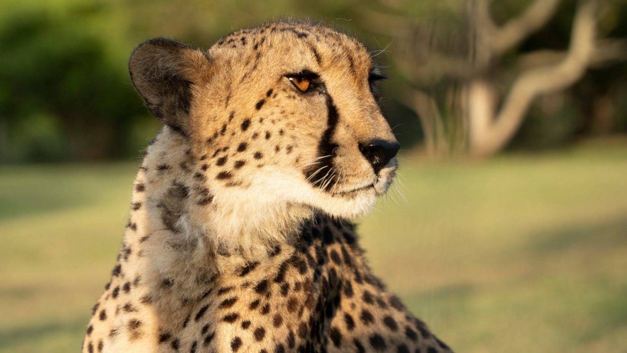 Sperm stored in “frozen zoo” could save cheetah population
