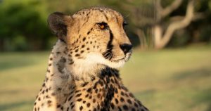 Sperm stored in “frozen zoo” could save cheetah population