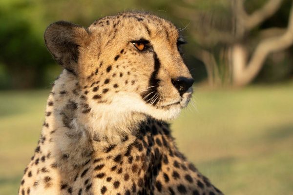 Sperm stored in “frozen zoo” could save cheetah population