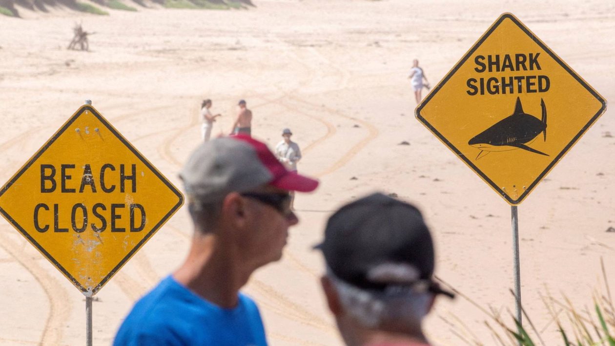 Several beaches closed in Sydney due to risk of shark attacks
