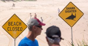 Several beaches closed in Sydney due to risk of shark attacks