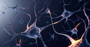 Genetic mechanism allows neurons to change their identity depending on the environment