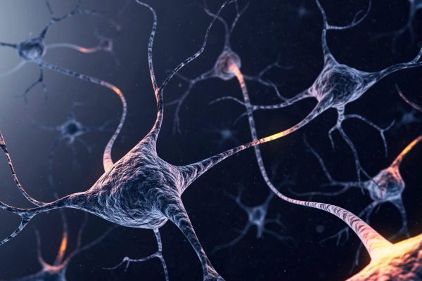 Genetic mechanism allows neurons to change their identity depending on the environment